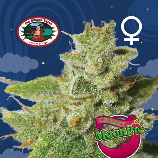 Cherry Moon Pie – Big Buddha Seeds – Feminizowane