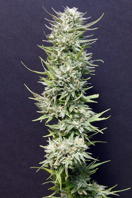 Big Freeze – Bighead Seeds – Feminizowane