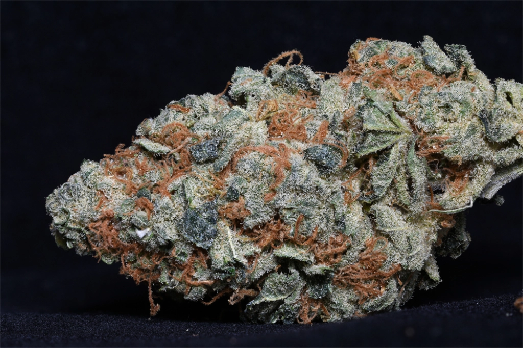 Cookie Dawg – Bighead Seeds – Feminizowane