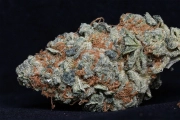 Cookie Dawg Feminized cannabis flower bud by Bighead Seeds