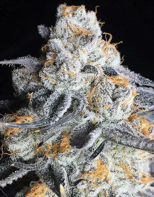 Crystal Gelato – Bighead Seeds – Feminizowane