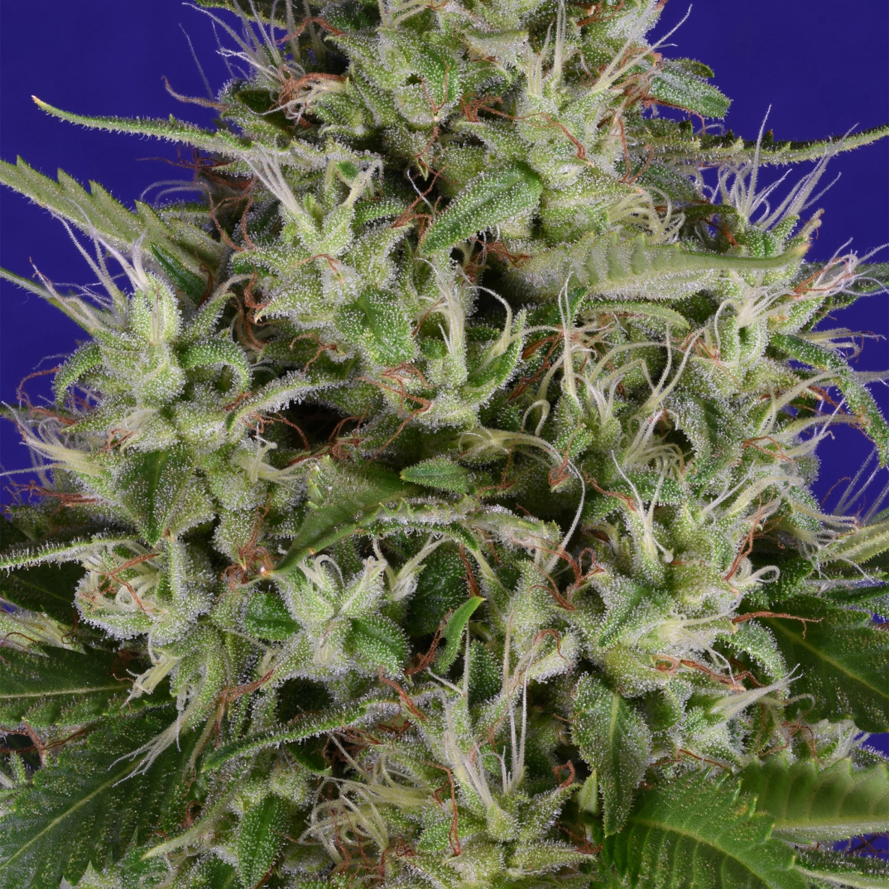 Dogstar Dawg – Bighead Seeds – Feminizowane