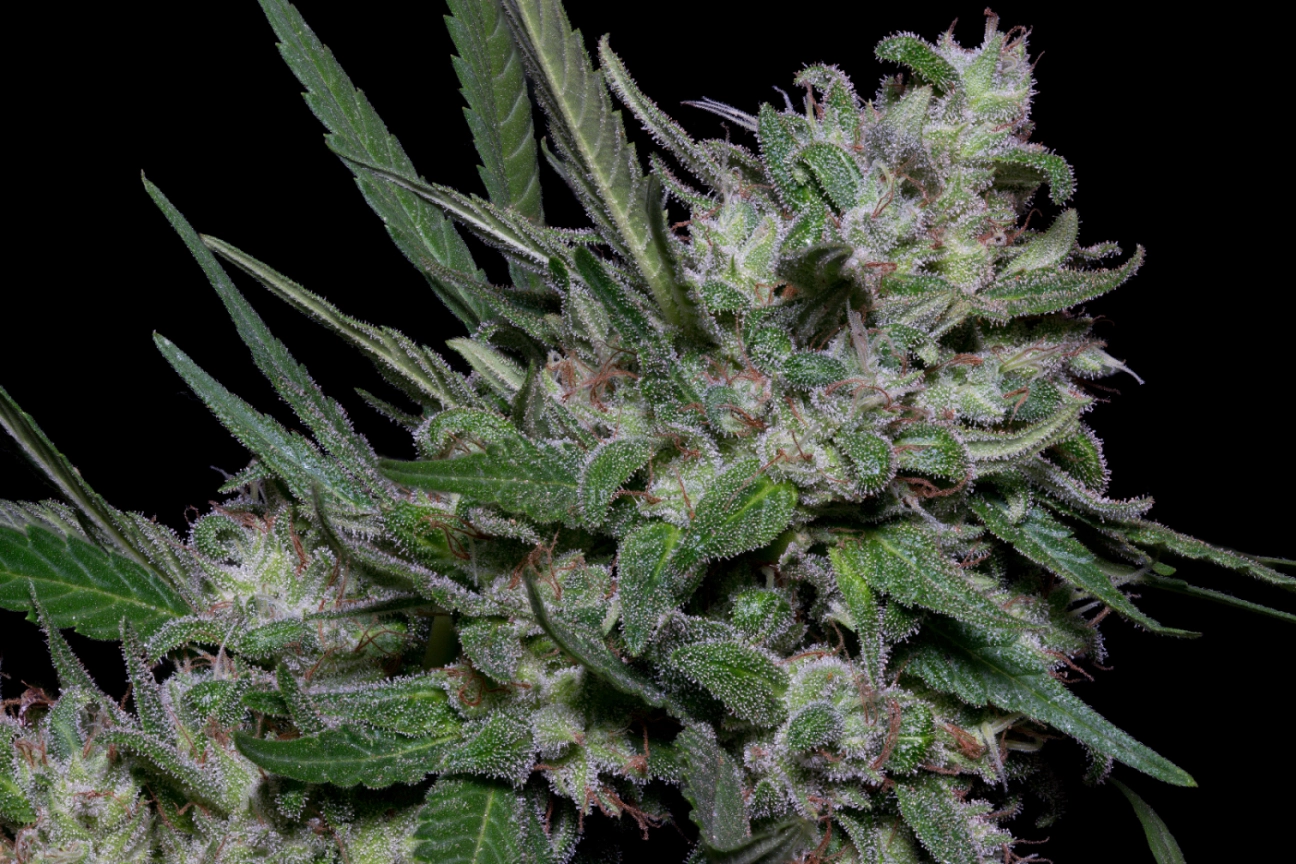 Girl Scout Cookies – Bighead Seeds – Feminizowane