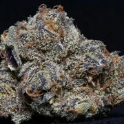 Granddaddy Purple Feminized cannabis flower bud by Bighead Seeds