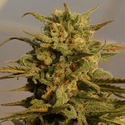 Julie's Cookies Auto Autoflowering cannabis flower bud by Bighead Seeds