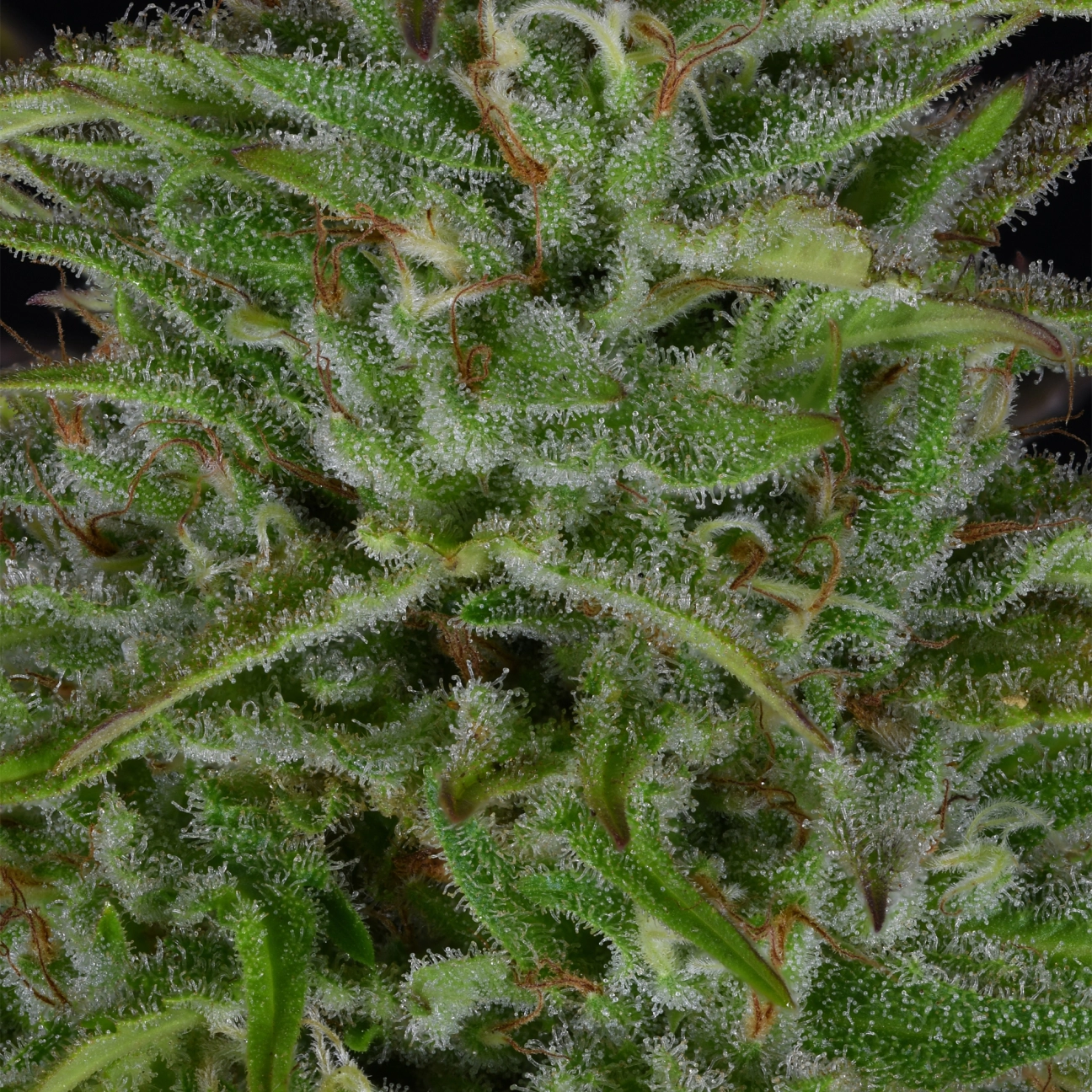 Sherbert Dab – Bighead Seeds – Feminizowane