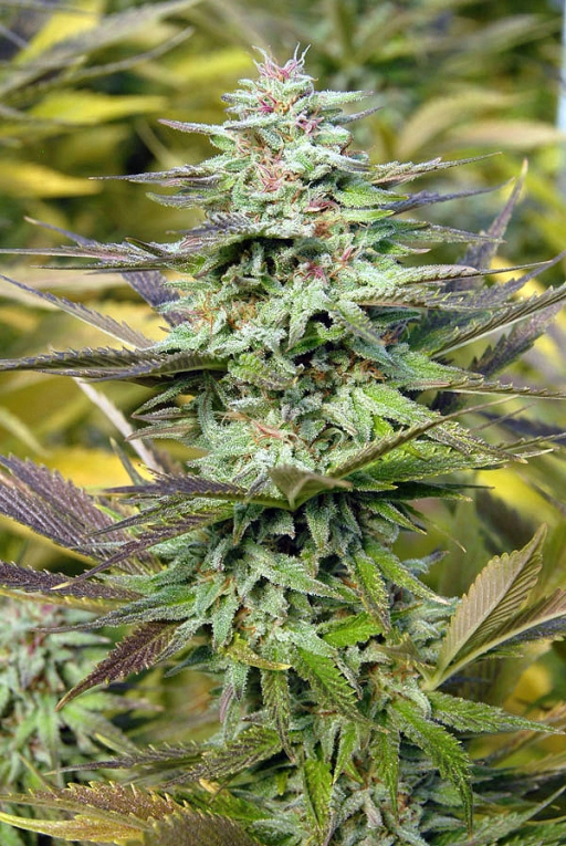 THC Pro – Bighead Seeds – Feminizowane