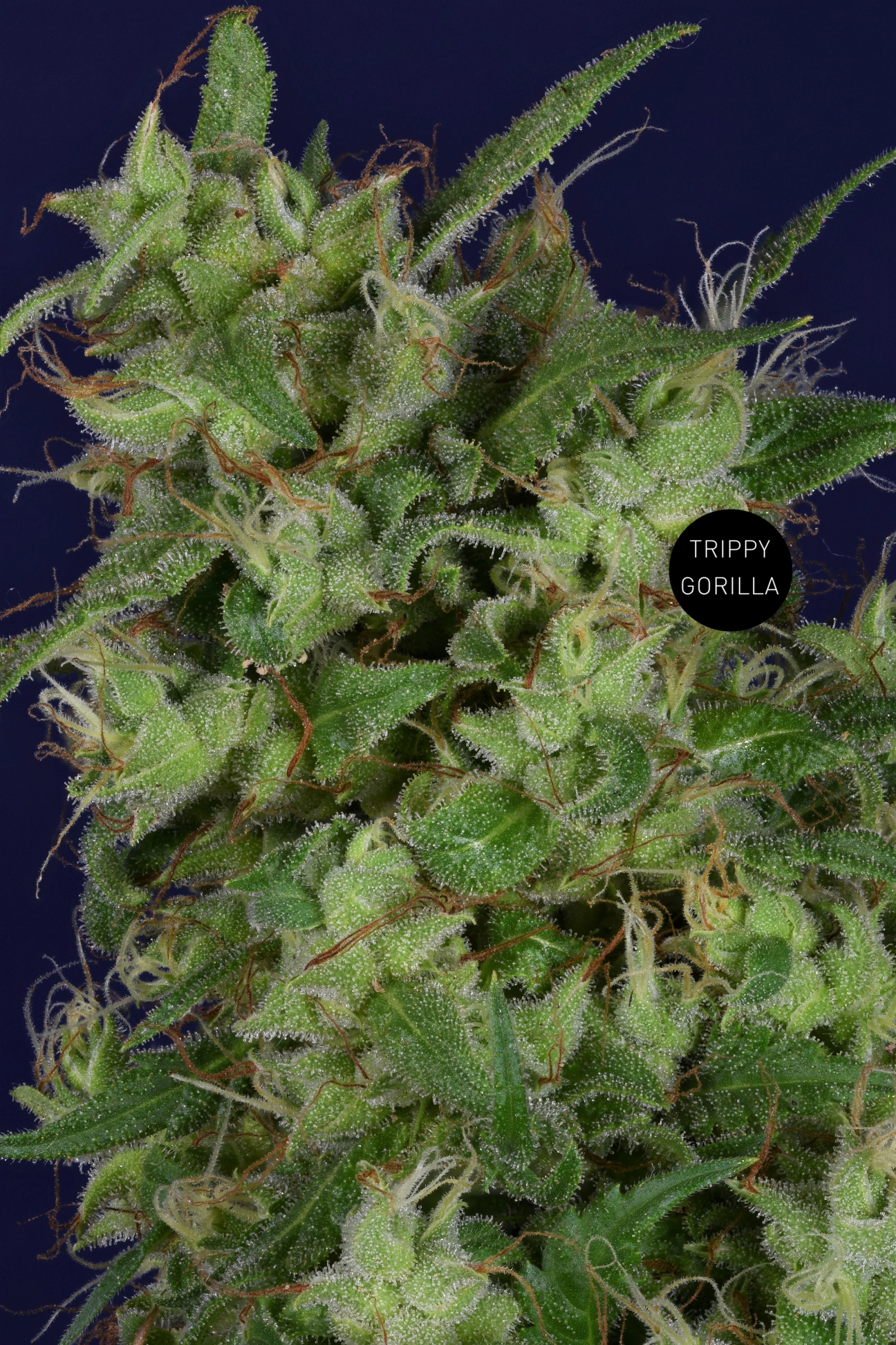 Trippy Gorilla – Bighead Seeds – Feminizowane