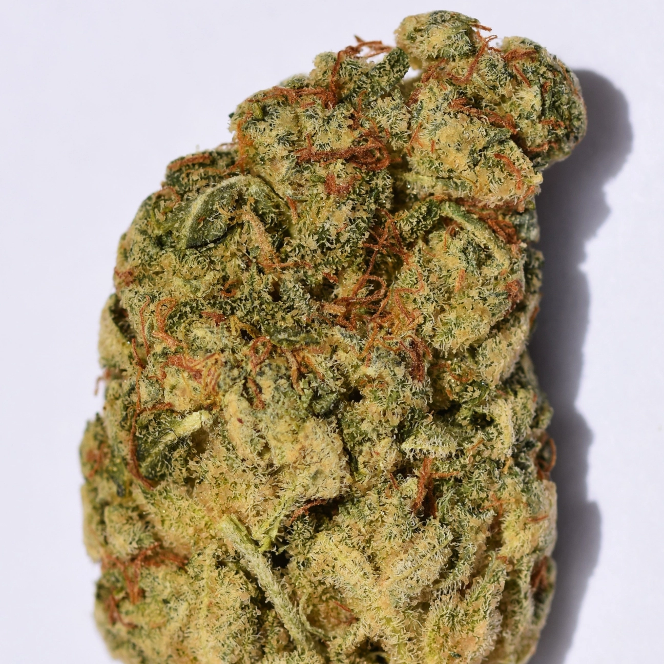 WEDDING CAKE – Bighead Seeds – Feminizowane