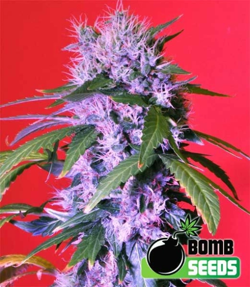 Berry Bomb – Bomb Seeds – Feminizowane
