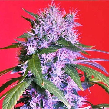 Berry Bomb Regular Regular cannabis flower bud by Bomb Seeds
