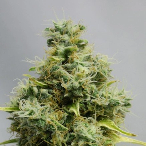 Big Bomb – Bomb Seeds – Feminizowane