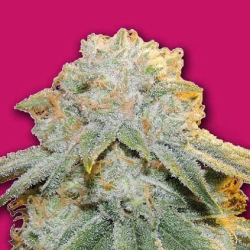 Bubble Bomb – Bomb Seeds – Feminizowane
