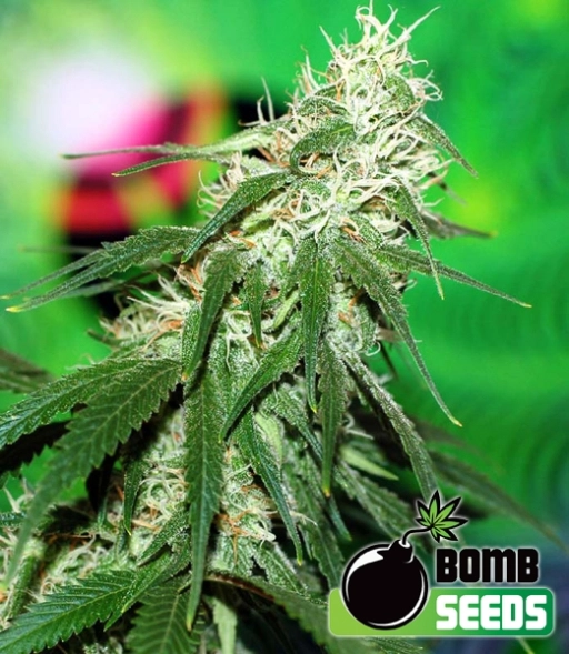 Buzz Bomb – Bomb Seeds – Regularne