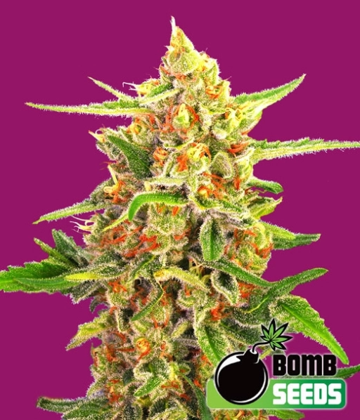 Cherry Bomb – Bomb Seeds – Regularne