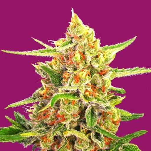 Cherry Bomb – Bomb Seeds – Feminizowane
