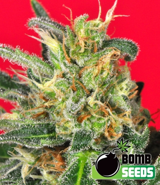 Cluster Bomb – Bomb Seeds – Regularne
