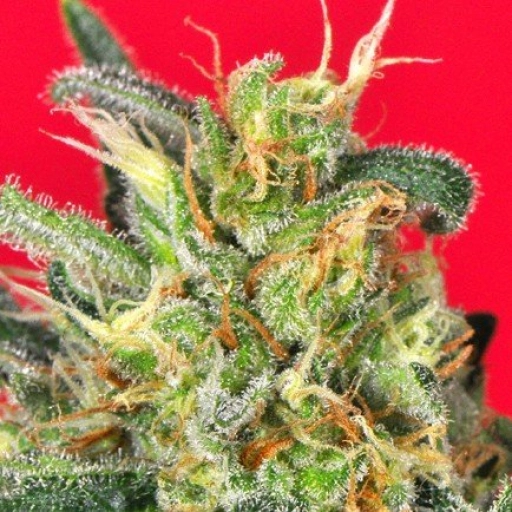 Cluster Bomb – Bomb Seeds – Feminizowane
