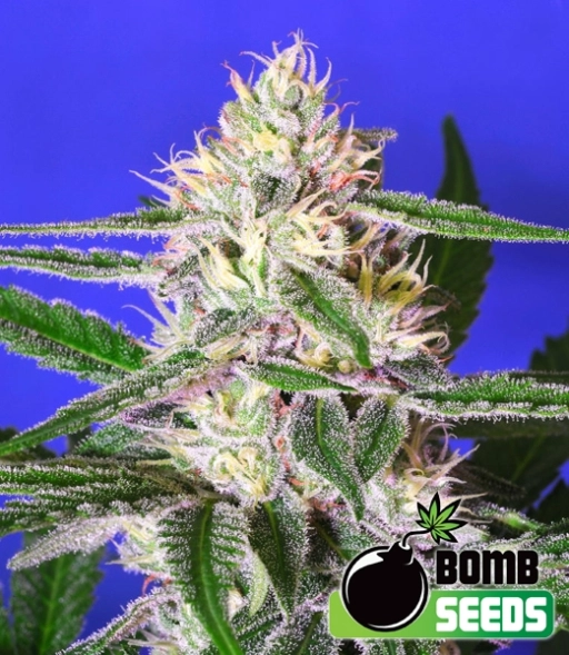 Edam Bomb – Bomb Seeds – Regularne