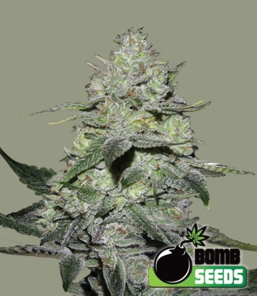 Gorilla Bomb – Bomb Seeds – Feminizowane