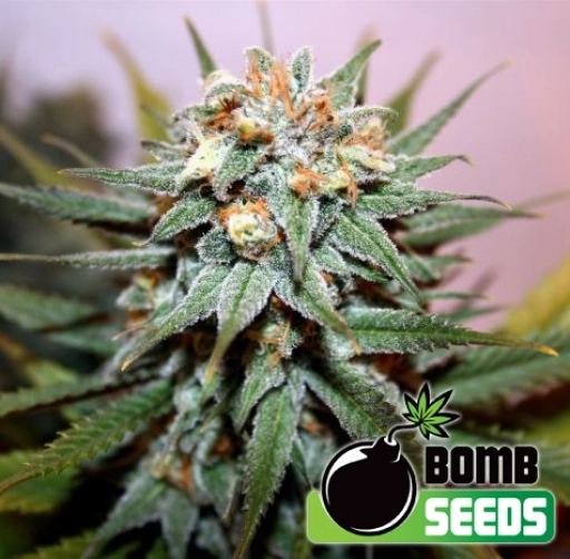 Hash Bomb – Bomb Seeds – Regularne