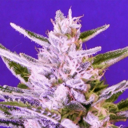 Ice Bomb – Bomb Seeds – Feminizowane