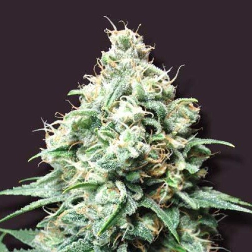 Kush Bomb – Bomb Seeds – Feminizowane