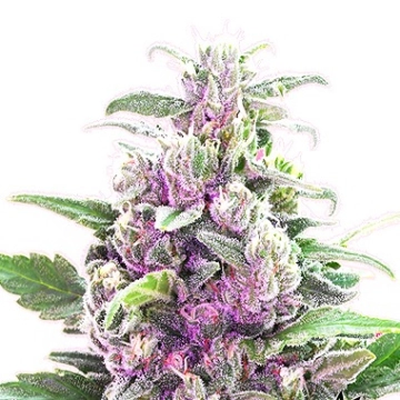 THC Bomb Auto Autoflowering cannabis flower bud by Bomb Seeds