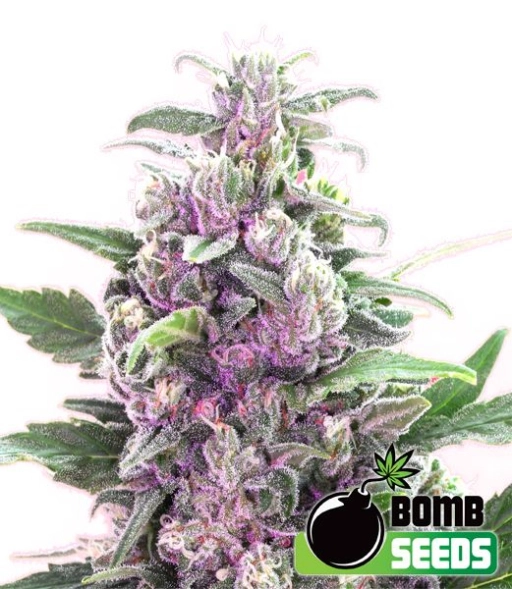 THC Bomb – Bomb Seeds – Feminizowane