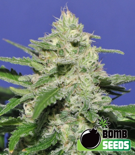 Widow Bomb – Bomb Seeds – Regularne
