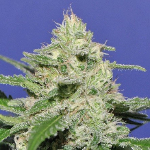 Widow Bomb – Bomb Seeds – Feminizowane