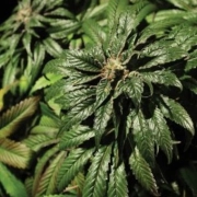 Bubblegum Kush Feminized cannabis flower bud by Bulldog Seeds