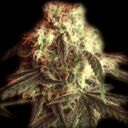 Fast Ryder I Autoflowering cannabis flower bud by Bulldog Seeds