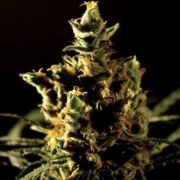The Bulldog Chronic Feminized cannabis flower bud by Bulldog Seeds