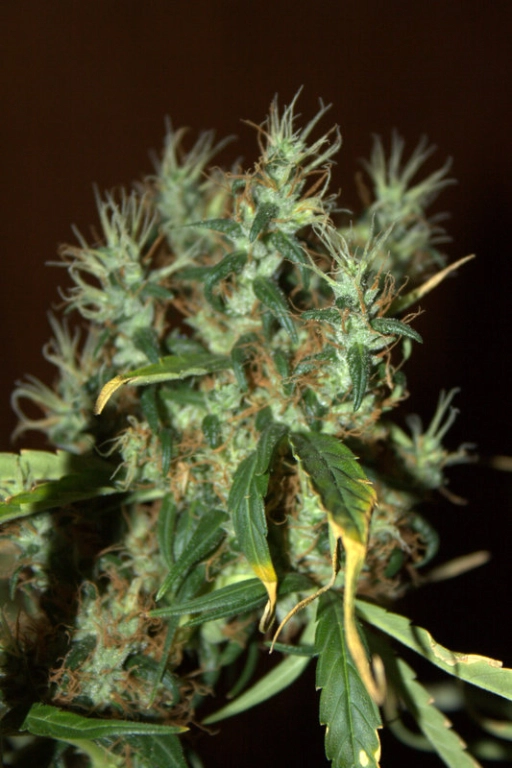 CBD Mango Haze – CBD Crew – Feminizowane