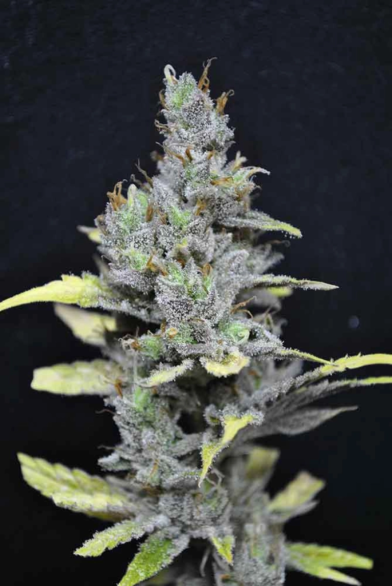 CBD Medi Haze – CBD Crew – Feminizowane
