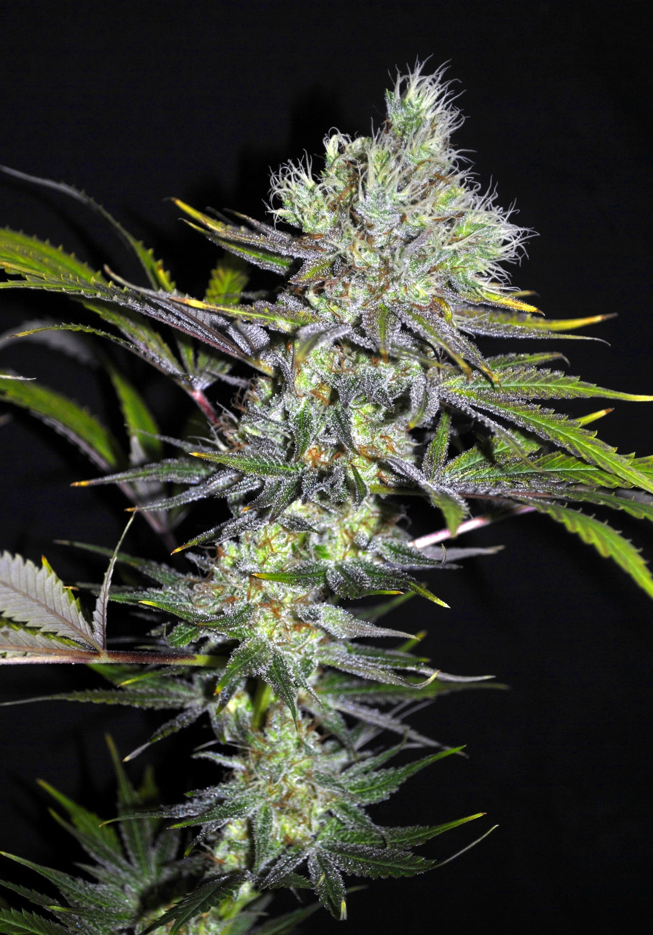 Sweet 'n Sour Widow CBD – CBD Crew – Regularne