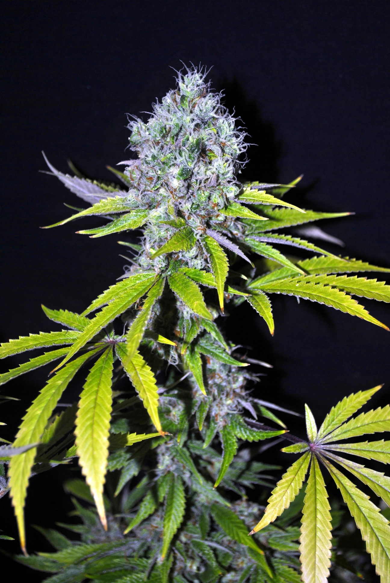 Yummy CBD – CBD Crew – Feminizowane