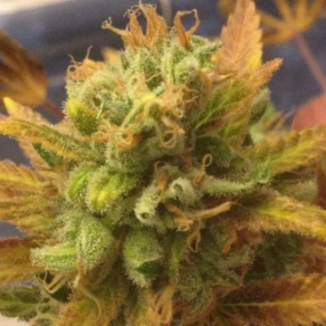 Black Gold Auto Autoflowering cannabis flower bud by Cream of the Crop