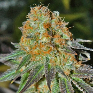 Cash Crop Auto Autoflowering cannabis flower bud by Cream of the Crop