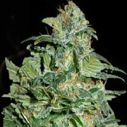 Crop Circle Auto Autoflowering cannabis flower bud by Cream of the Crop