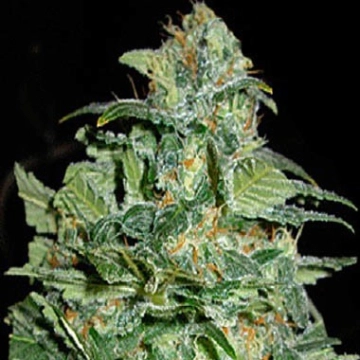 Crop Circle Auto Autoflowering cannabis flower bud by Cream of the Crop