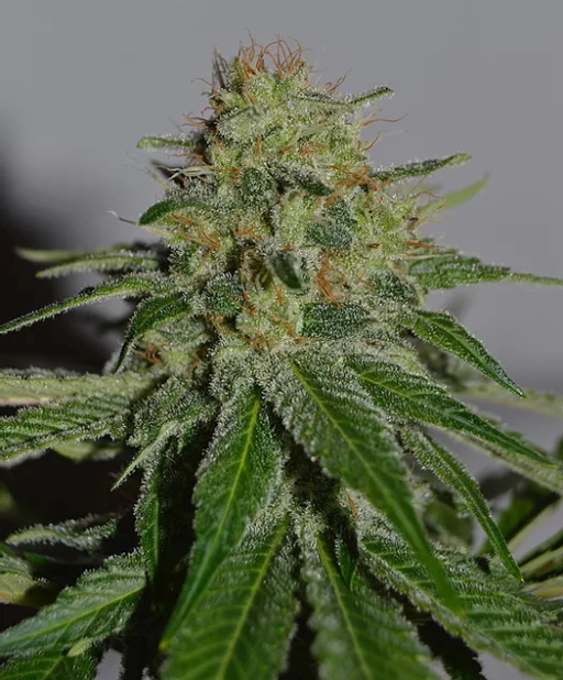 Crop Doctor – Cream of the Crop – Feminizowane