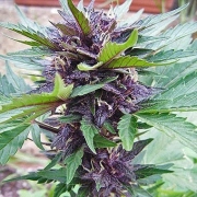 Narco Purps Auto Autoflowering cannabis flower bud by Cream of the Crop