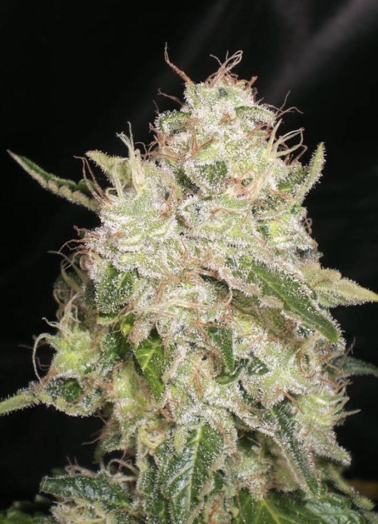 White Chronic – Cream of the Crop – Feminizowane