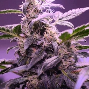Auto Mendo Mass Autoflowering cannabis flower bud by Critical Mass Collective