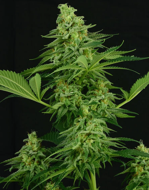 Moonshine Mass – Critical Mass Collective – Feminizowane