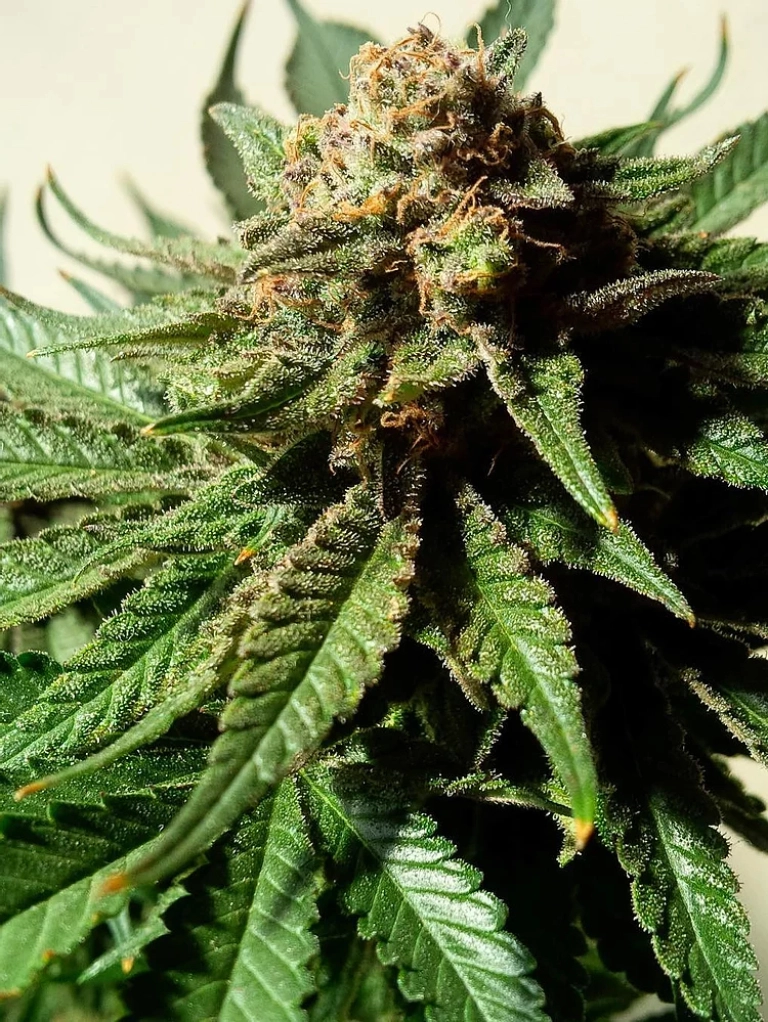 Psychotropic Mass – Critical Mass Collective – Feminizowane