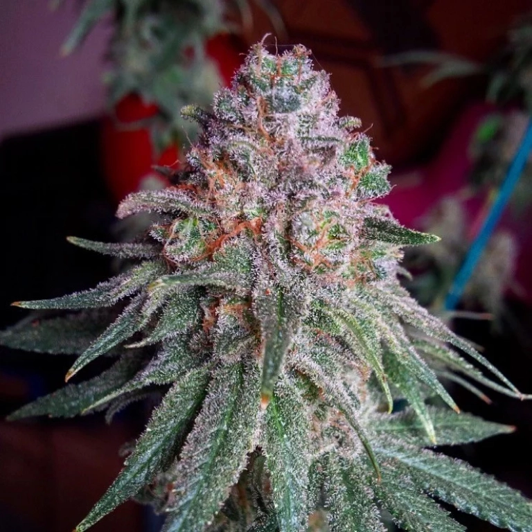 Purple Dawg Mass – Critical Mass Collective – Feminizowane