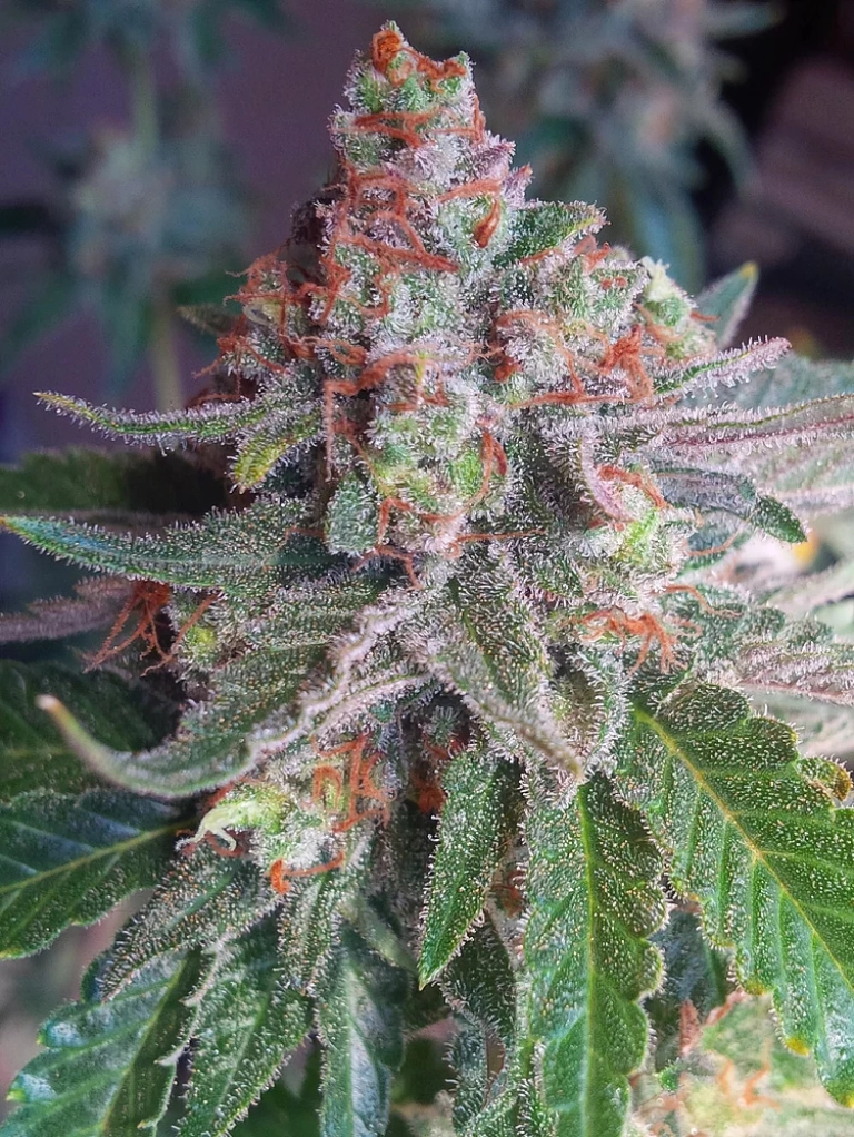 Purple Skunk Mass – Critical Mass Collective – Feminizowane